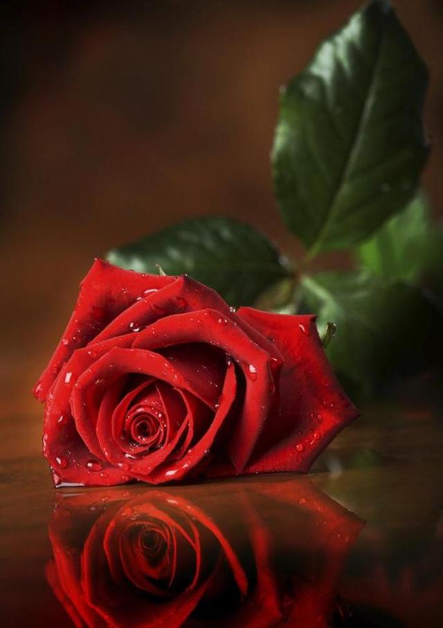 玫瑰花 