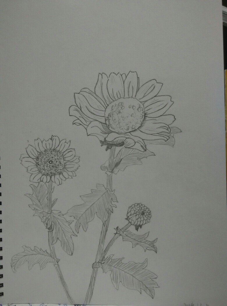 素描花类