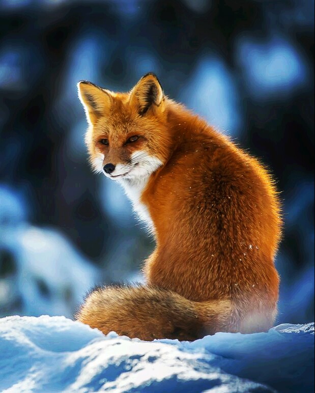 真正的野生火狐狸图片图片