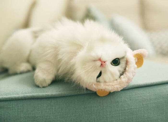 猫咪_ 慵懒任性还带着点小洁癖