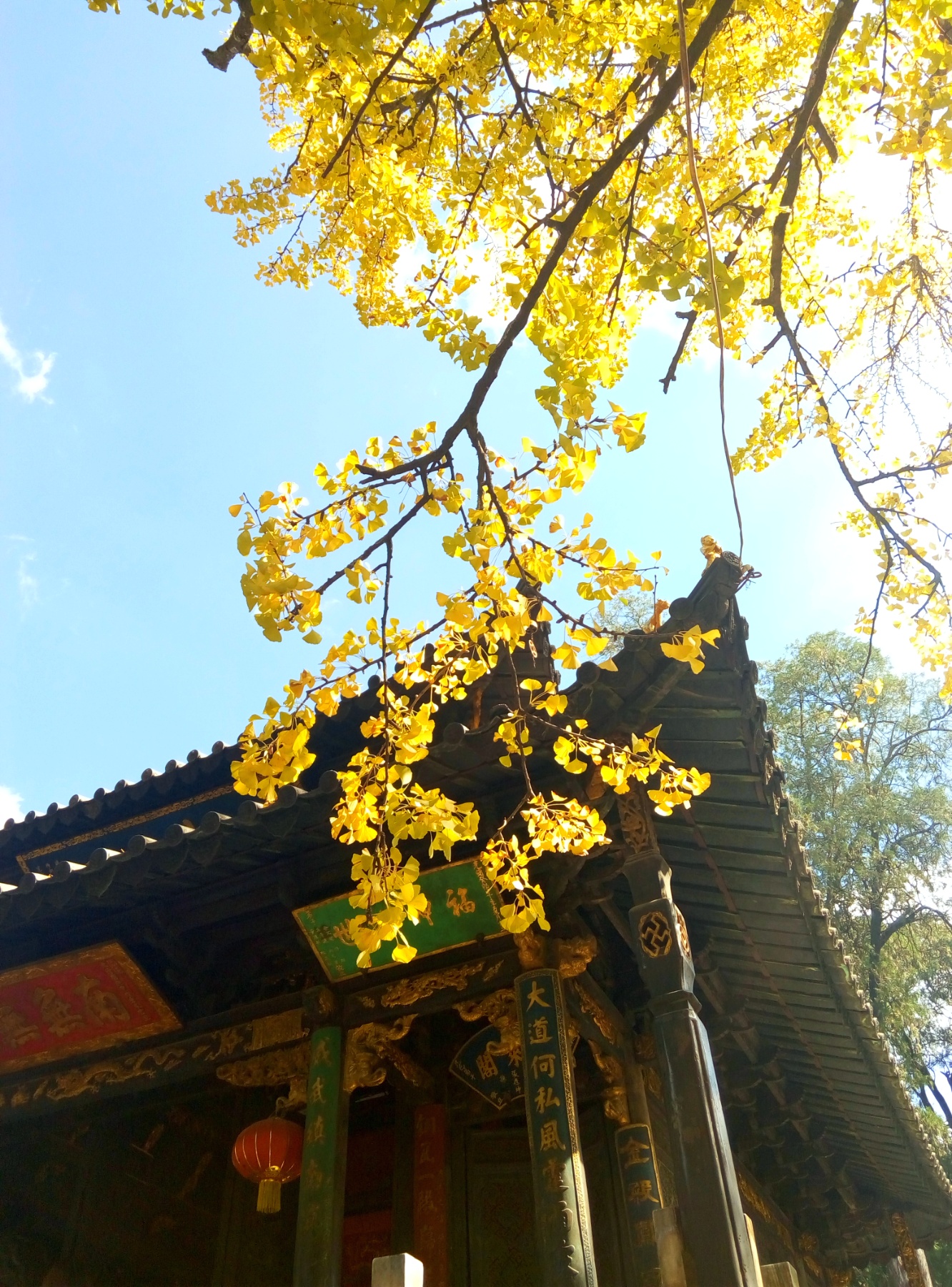 银杏,秋天,寺院