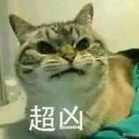 超凶猫咪表情包