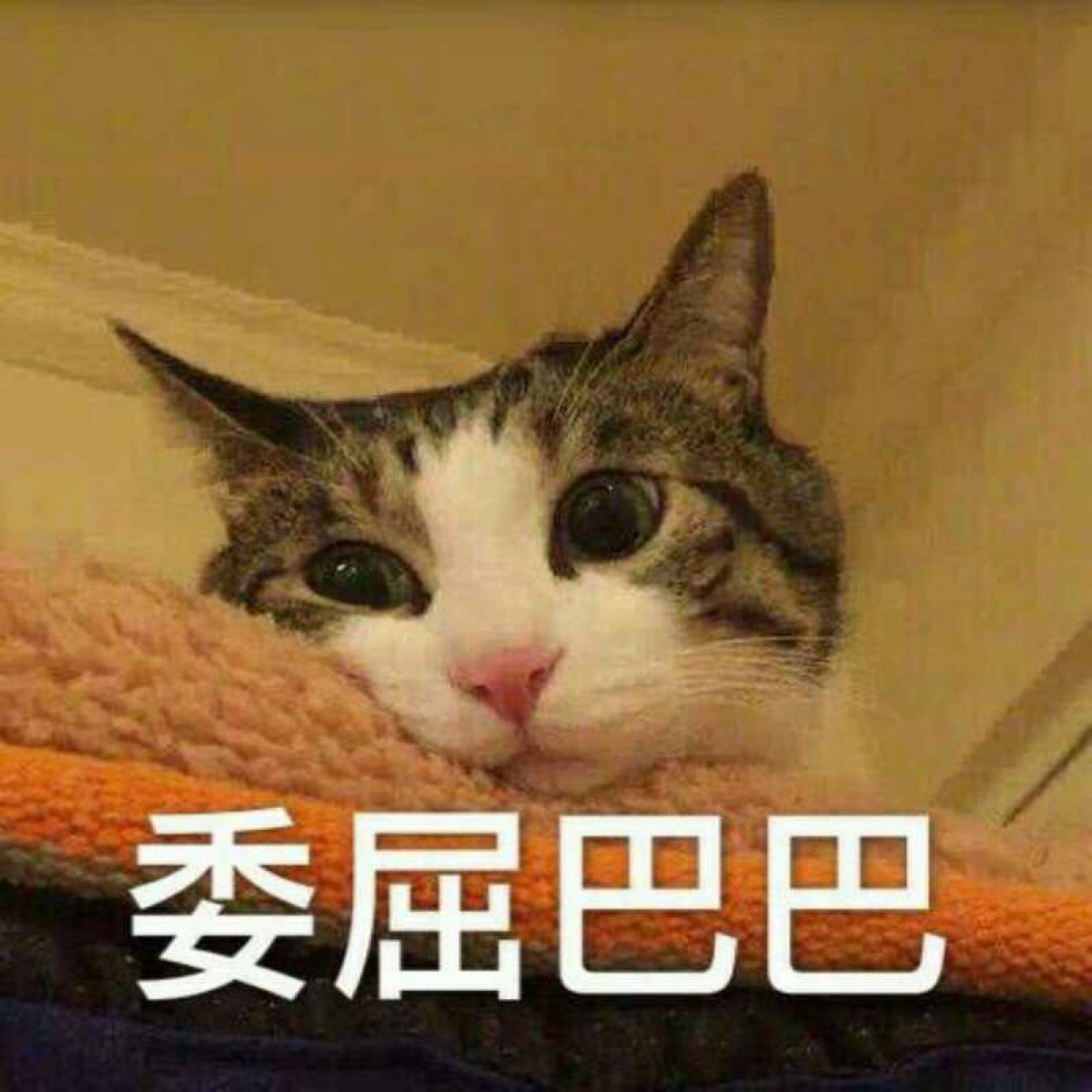 委屈巴巴