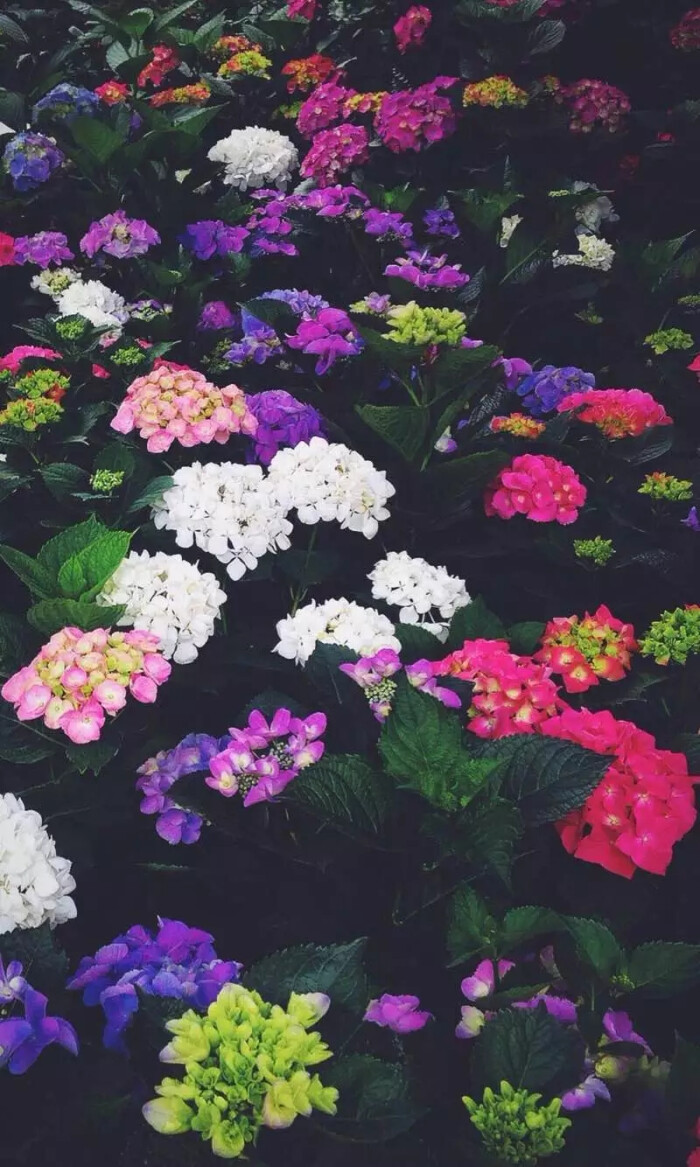 紫阳花 