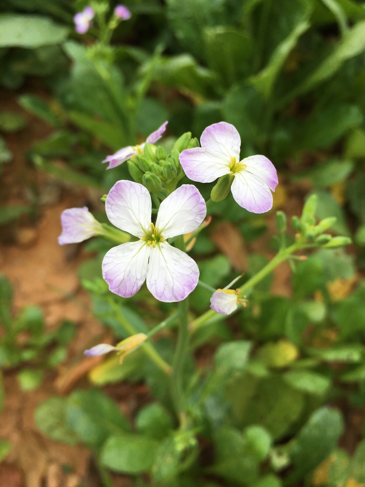 白萝卜花颜色图片