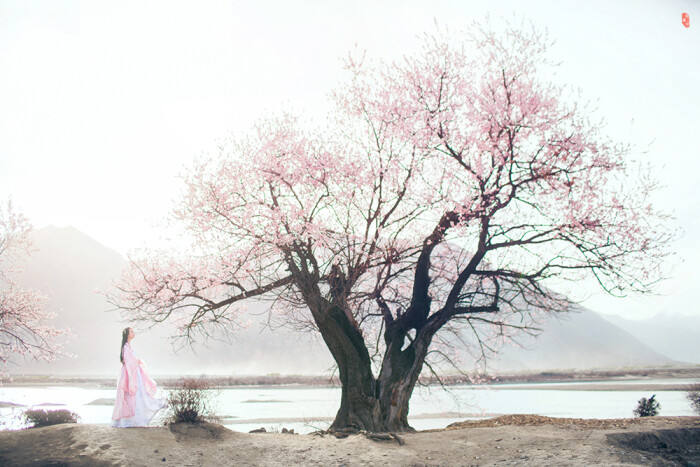桃花树下古风图片图片