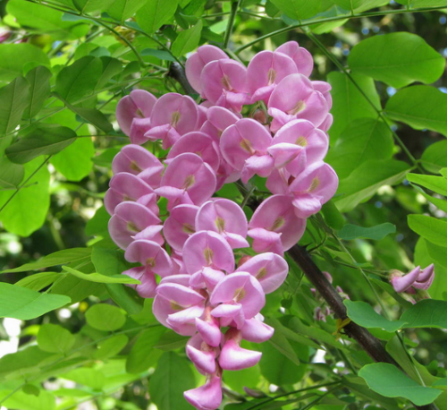 十大香花树种图片