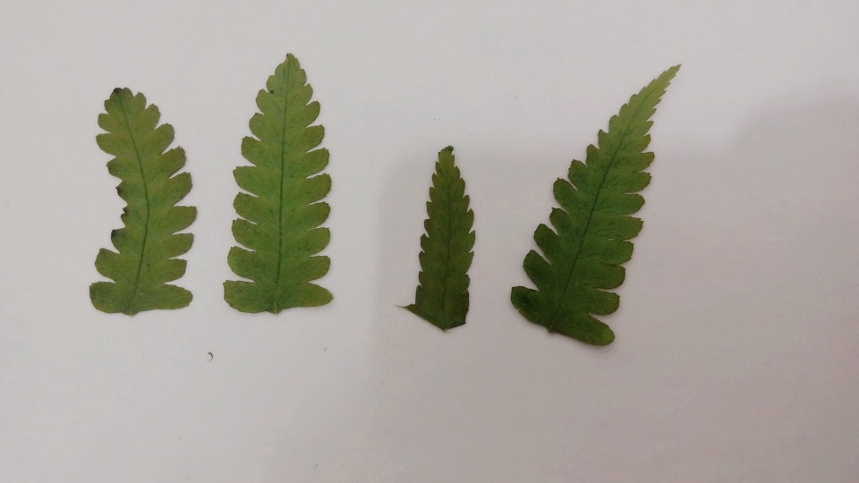 像蕨菜的叶子