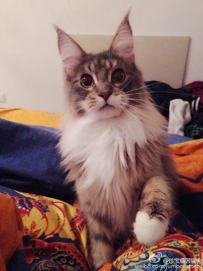 缅因猫 