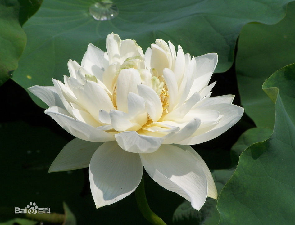 玉女:是荷花的品种之一.花蕾桃形,绿色.花重瓣型,瓣数124枚.