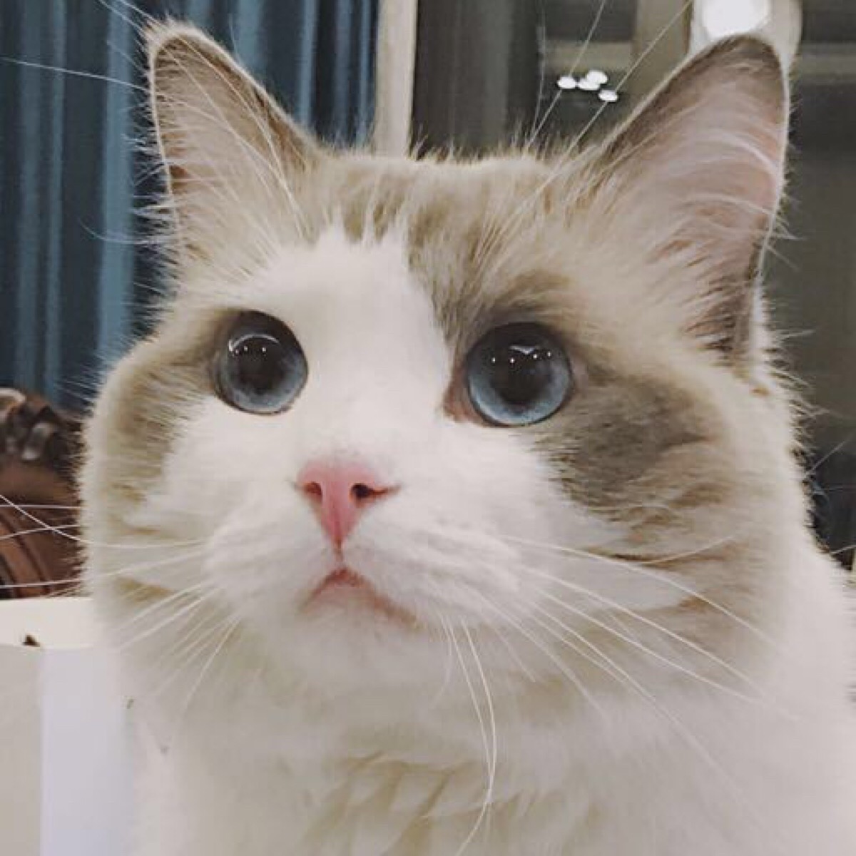 猫咪萌物萌萌哒