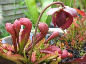 鹦鹉瓶子草(学名:sarracenia psittacina)为瓶子草属食虫植物.