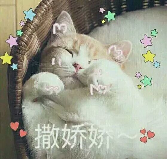 猫咪表情包@熊扑奶团