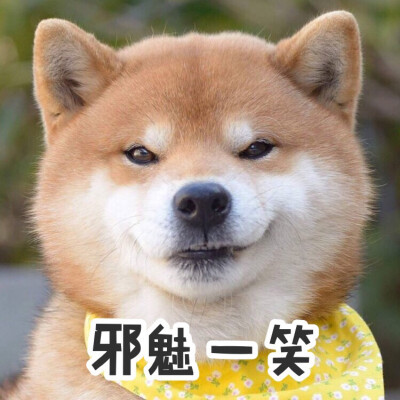柴犬ins:ryuji513