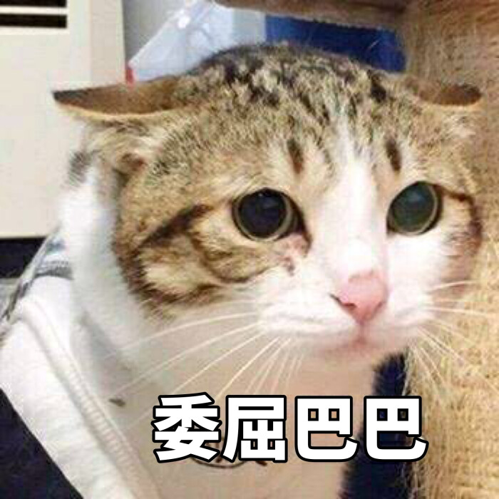 表情包 表情包 表情包啊 表情包 表情包 和表情包
