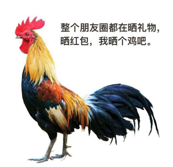 鸡年过年表情朋友圈用庵动图八神搞笑图片