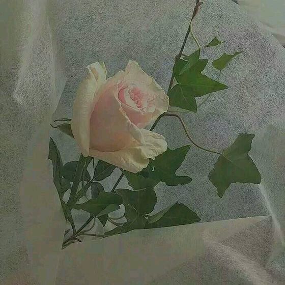 欧美 粉色系 少女风 原宿风 bf 软妹系 高冷范 壁纸 锁屏壁纸 背景图