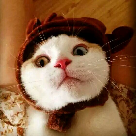 可爱的 猫咪头像