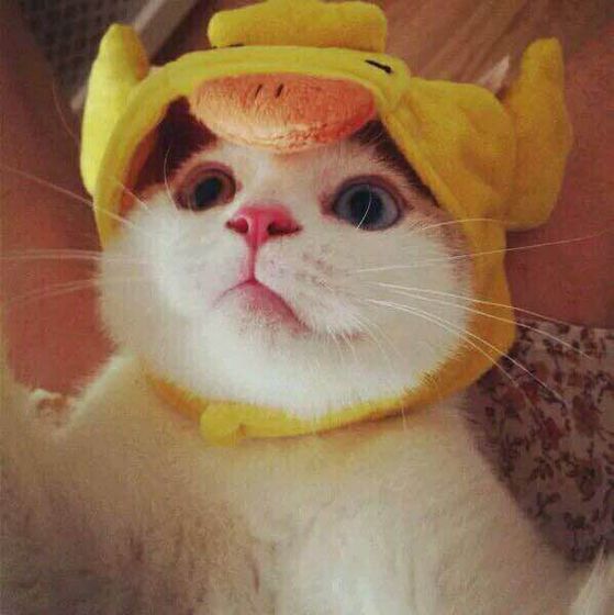 可爱的 猫咪头像