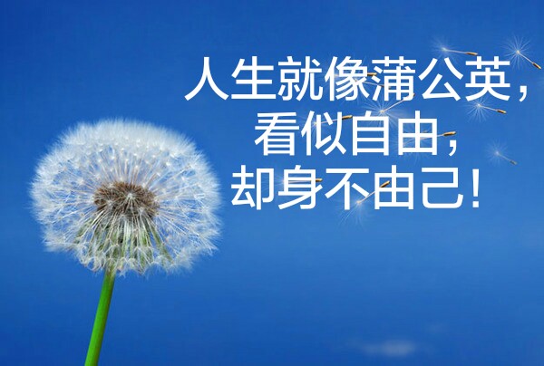 人生就像蒲公英,看似自由,却身不由己!