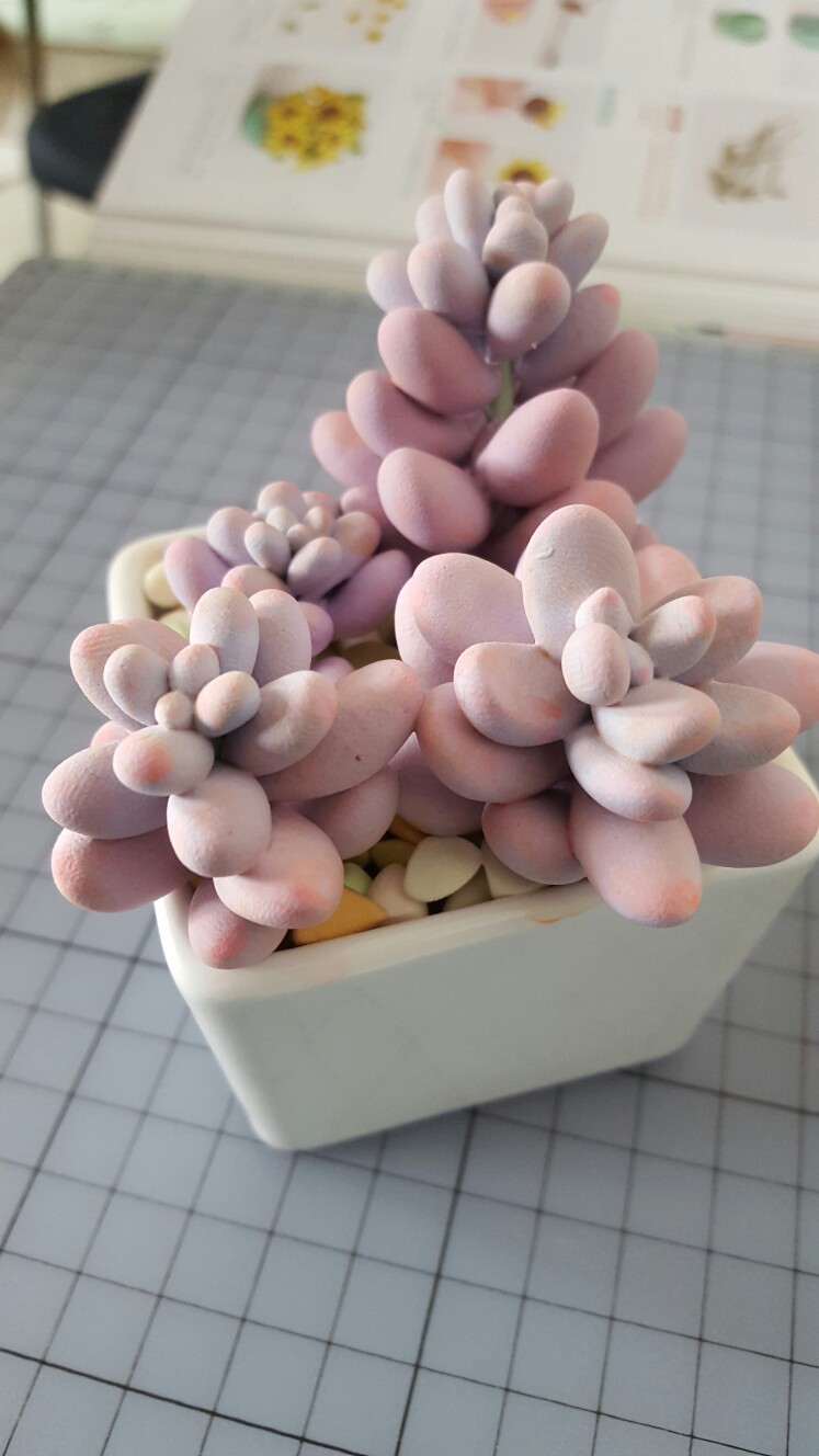 粘土多肉,超轻黏土,植物,黏土