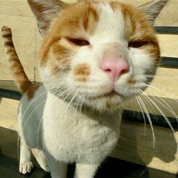 猫咪头像
