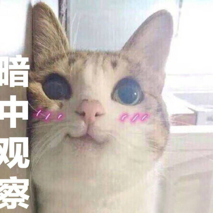 表情猫咪喵喵喵娃的v表情陪搞笑图片做图片
