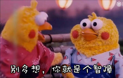 鹦鹉兄弟 表情包