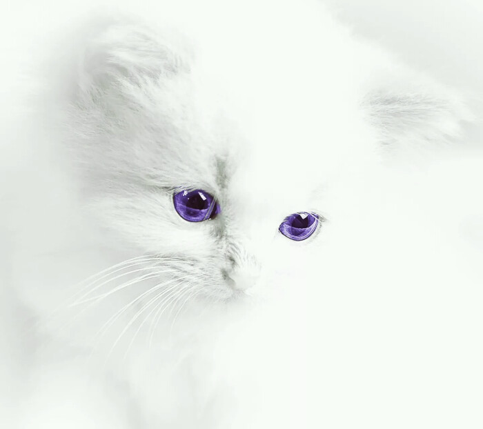 猫咪,白色,紫色眼睛