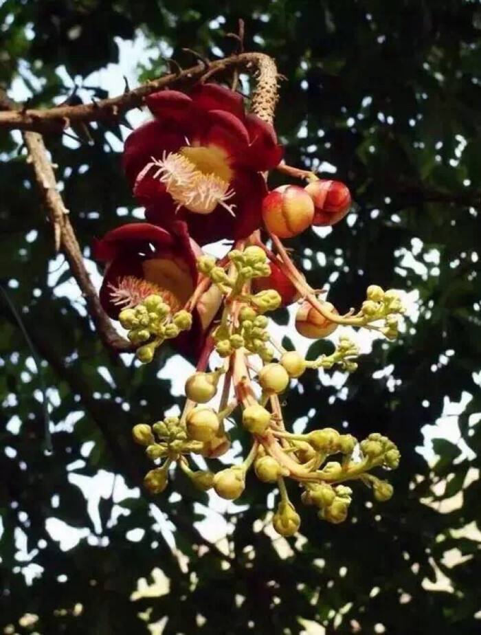 菩提花 from 般若佛法微信公众号