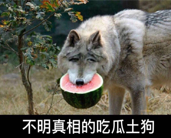 微信狗头吃瓜表情图片