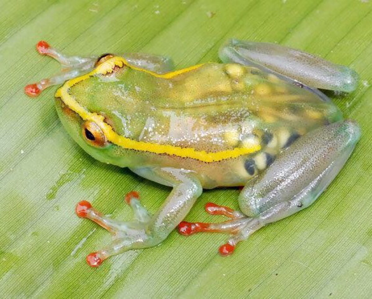 树蛙种类图片
