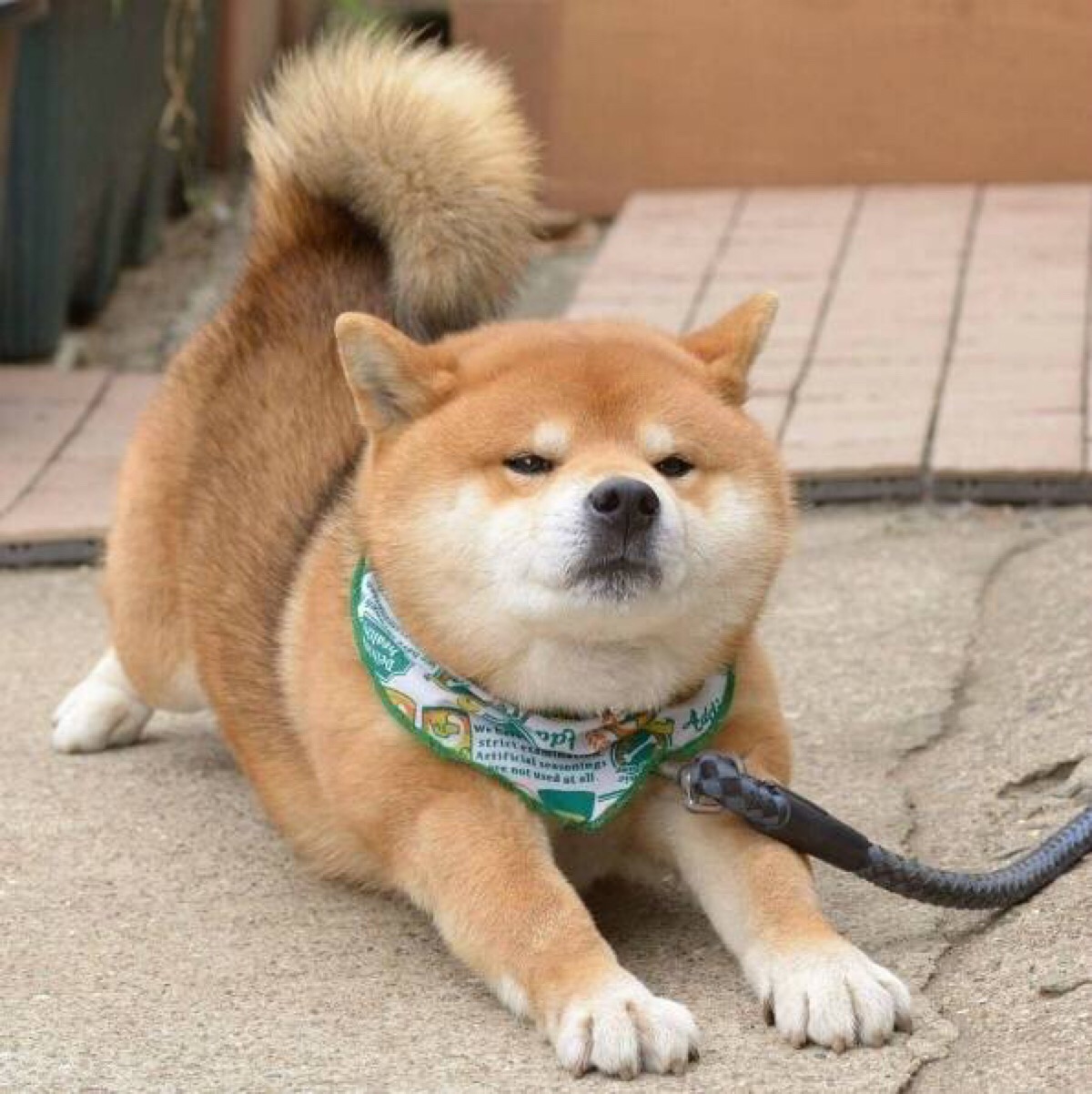 阿柴