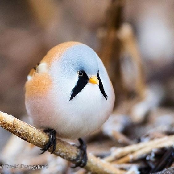 大自然里那些萌萌的胖小鸟们