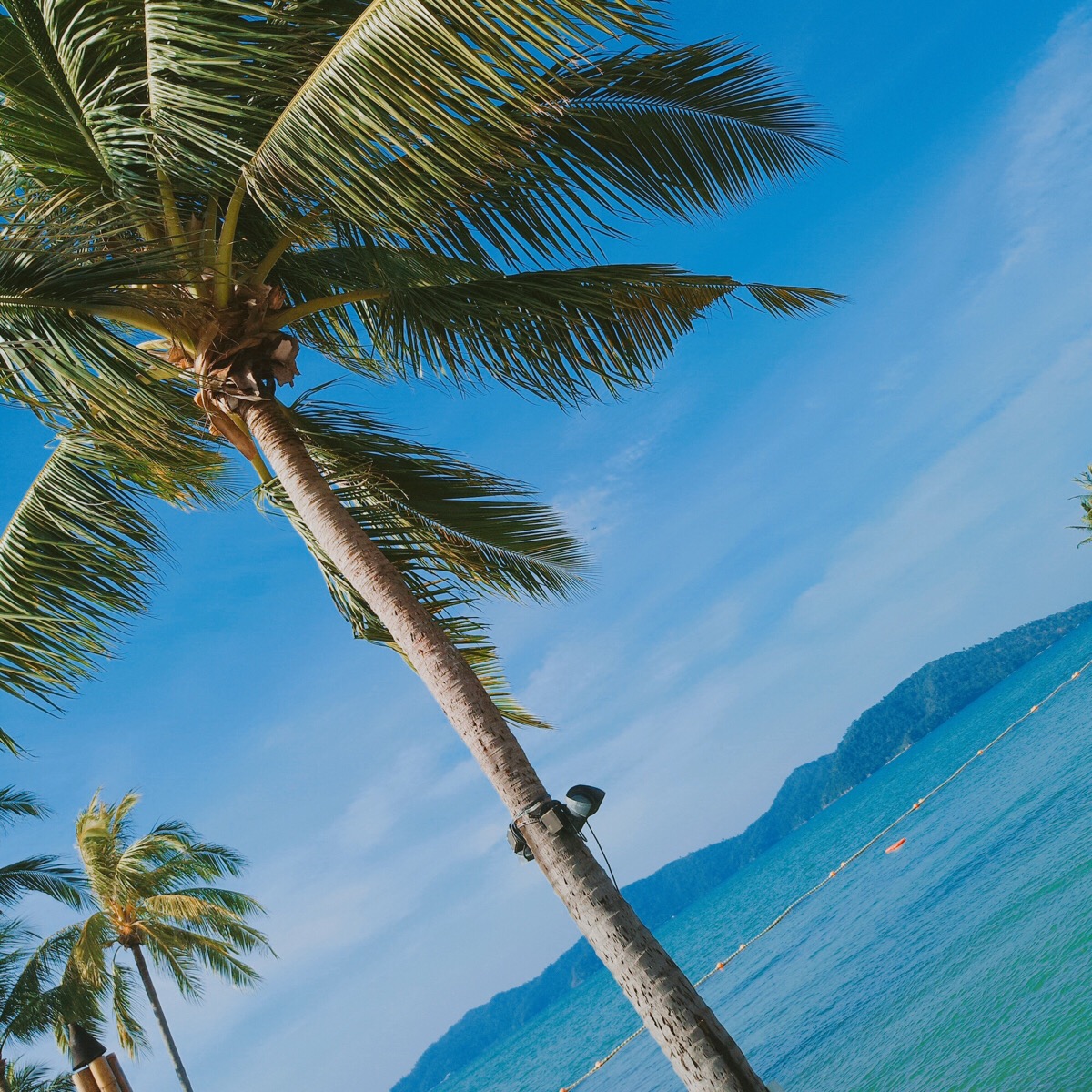 海边椰子树风景头像图片
