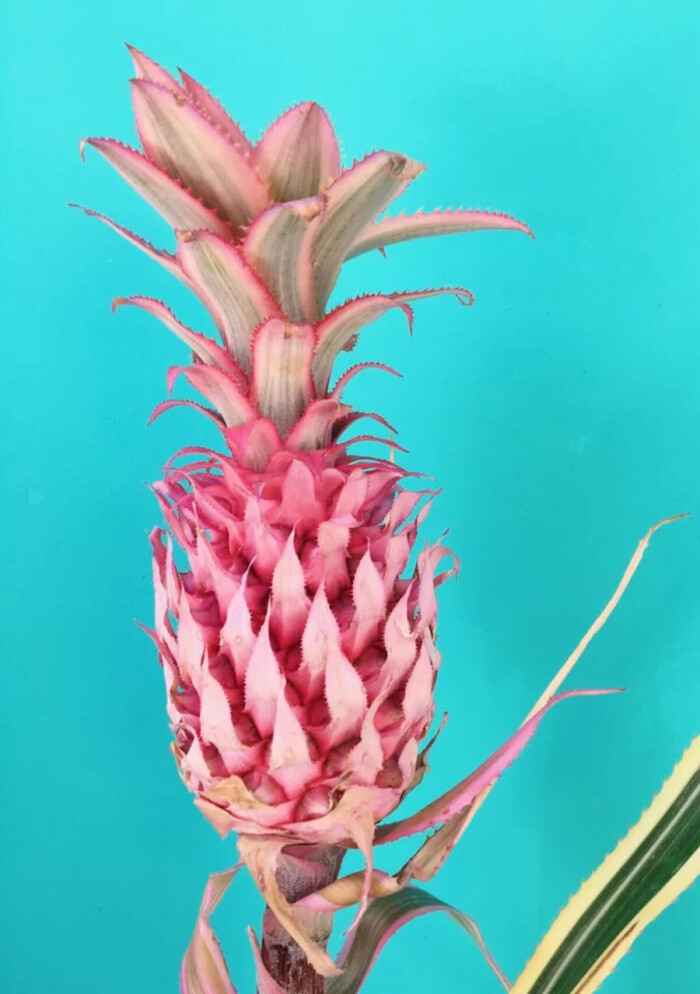 粉菠萝