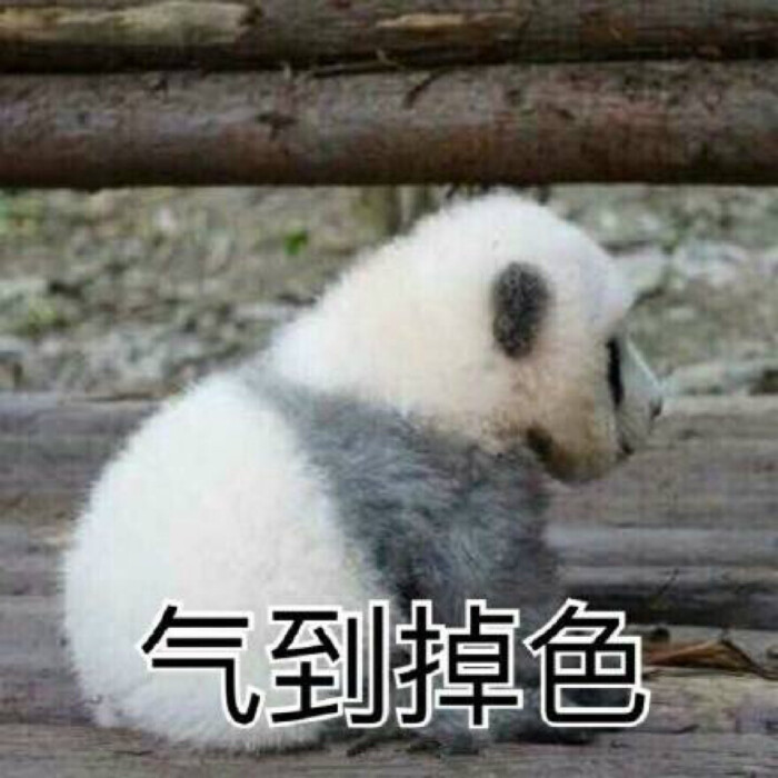 滚滚表情包
