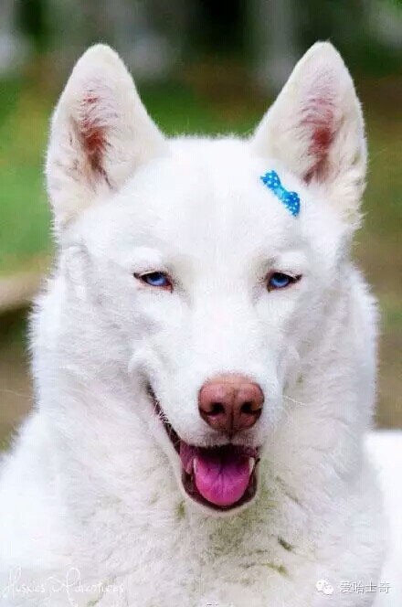 白色的哈士奇