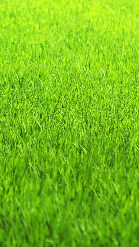 绿色草地手机屏幕图片