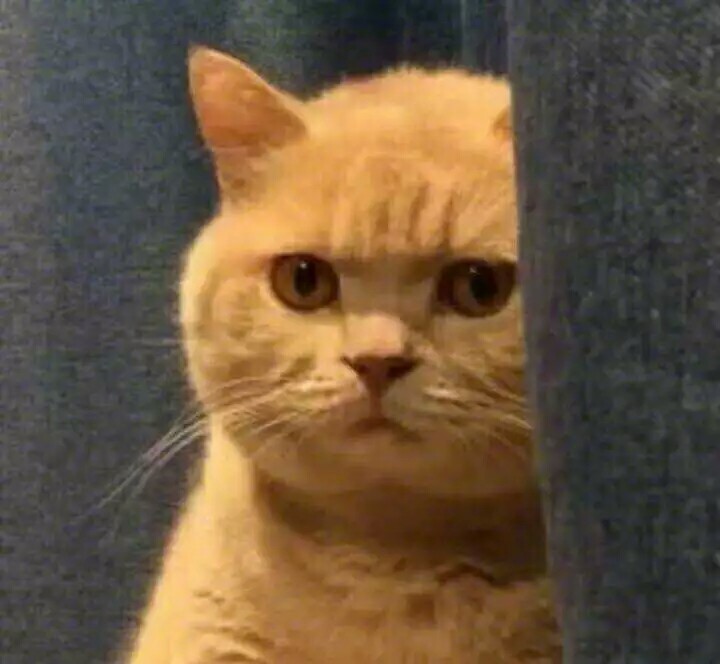 表情包#猫咪