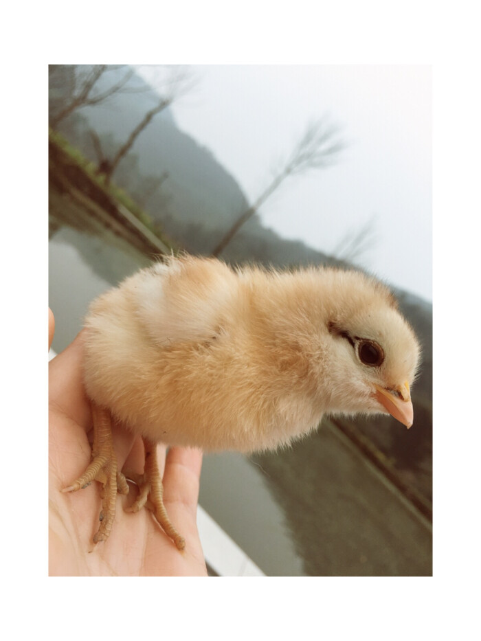 小鸡仔 
