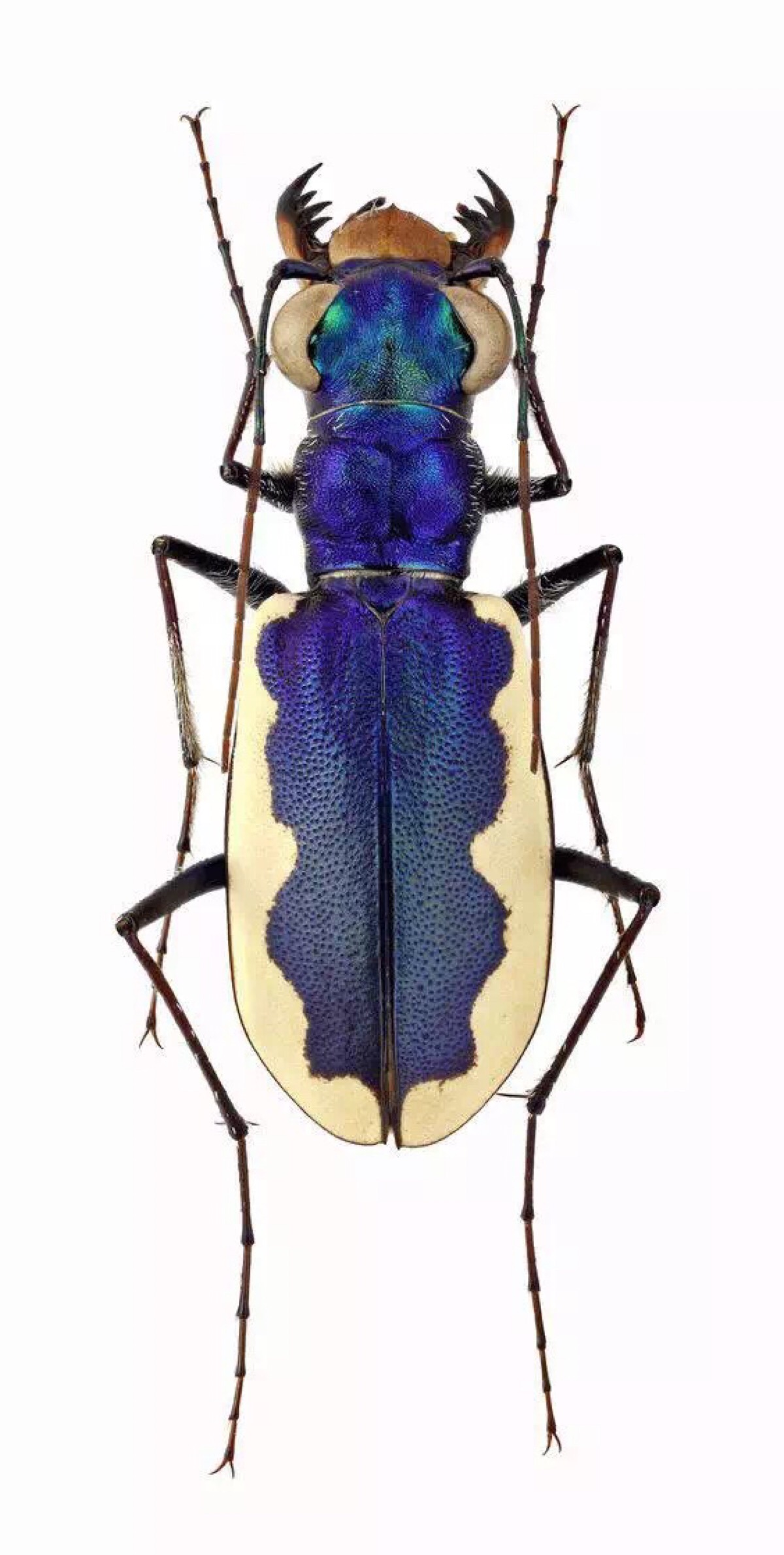 虎甲