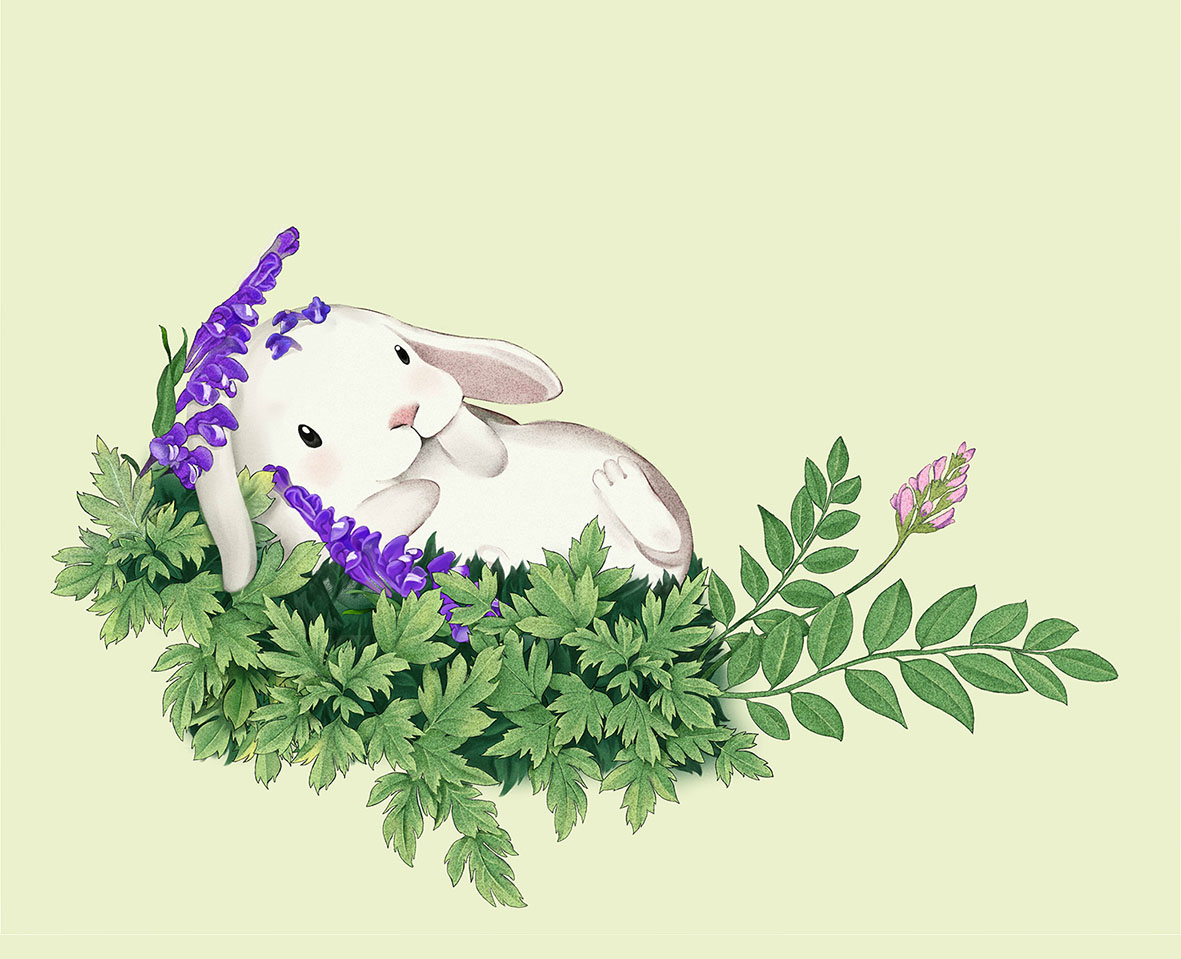 垂耳兔插画图片