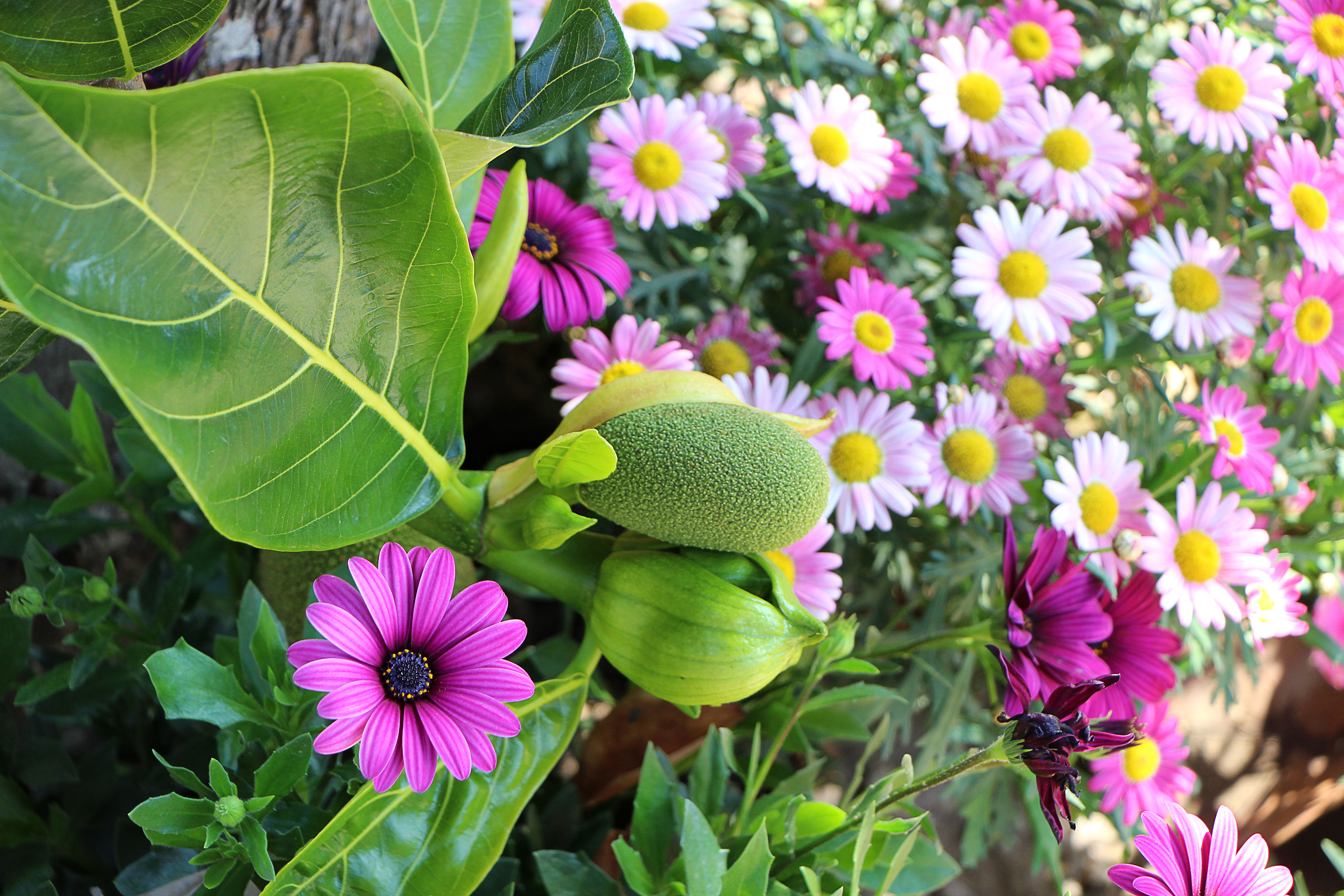 小村·花丛中的菠萝蜜