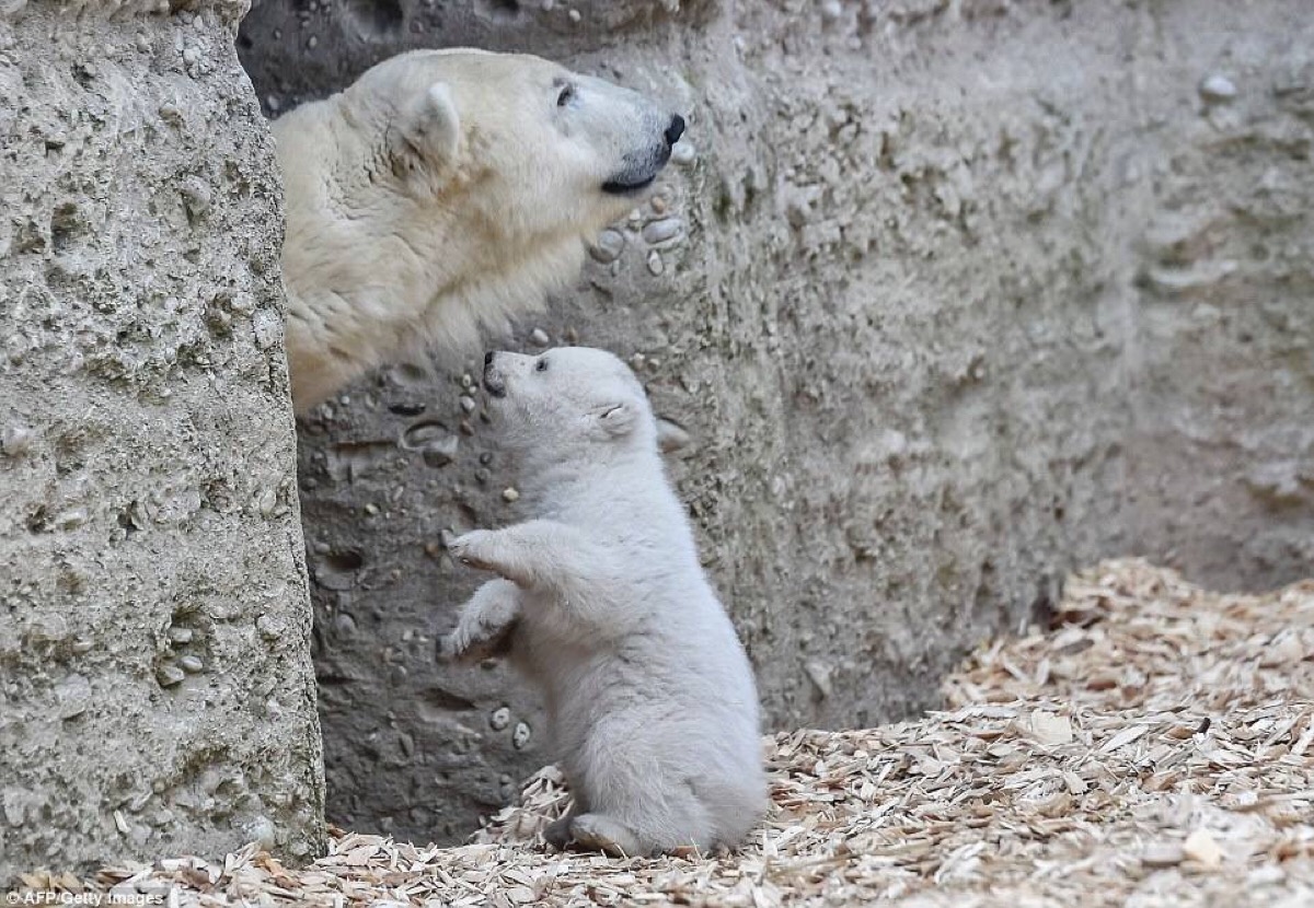 hello bear