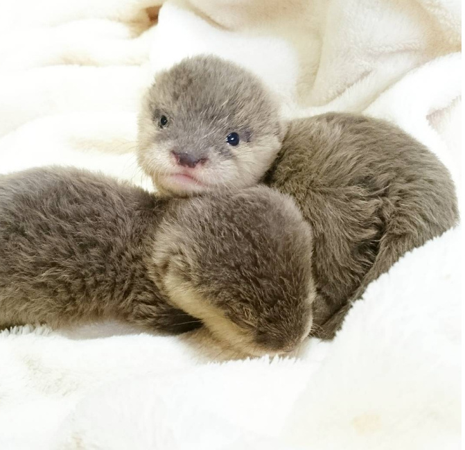 刚出生的小水獭,真的一天都有好心情.ins:zig.heaco