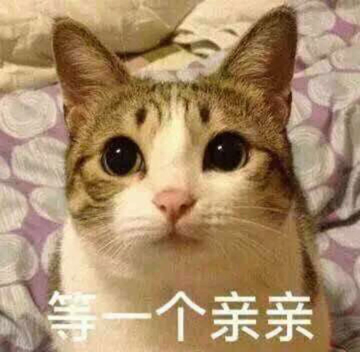 等一个亲亲