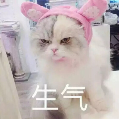 敲可爱 表情包 猫咪 猫