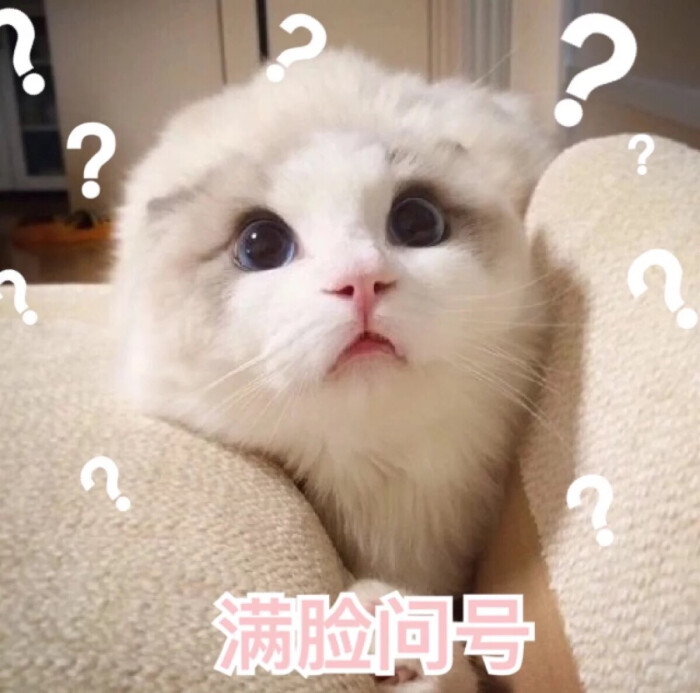 敲可爱 表情包 猫咪 猫