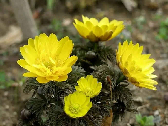 每年三四月份,在东北一望无际的雪原上,绽放着一轮轮小太阳般金灿灿的